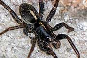 Wolf Spider (Artoria mckayi) (Artoria mckayi)